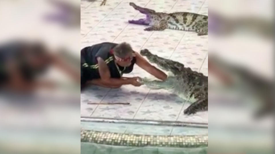 Crocodile attacks trainer at Phokkathara Zoo in Chiang Rai, Thailand. 