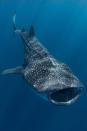 <p>At over 25 tons, the whale shark is the second largest fish in the world, and yet it’s fueled mostly by plankton, plants, and algae. It has over 4,000 teeth, but it’s a filter feeder. It collects food through a technique called “cross-flow filtration,” similar to some bony fish and baleen whales.</p>