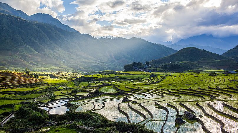 Vietnam harvests about seven million hectares of rice each year.