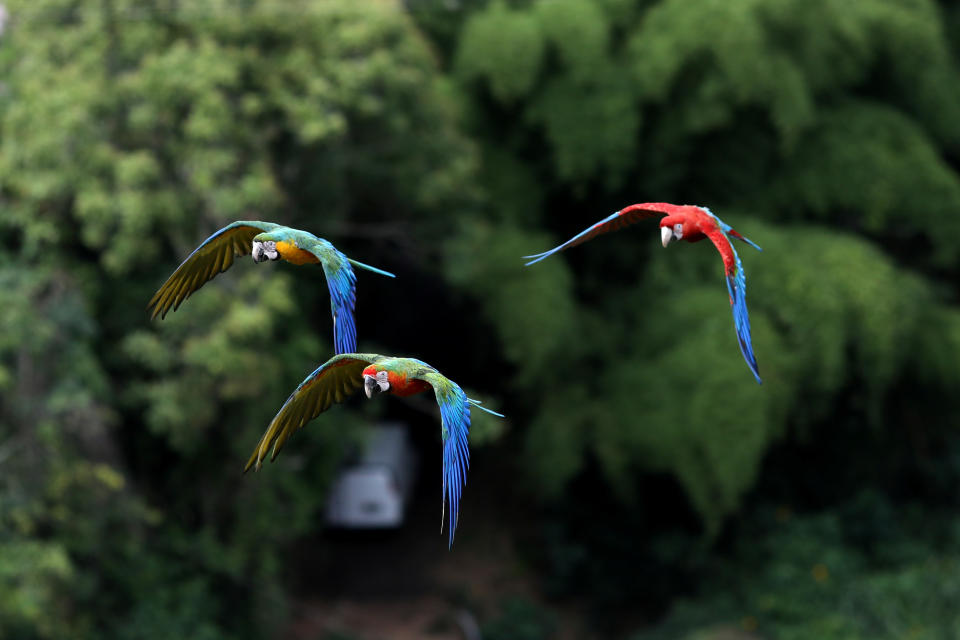 Macaws fly near Vittorio Poggi'­s house outside Caracas, Venezuela, June 18, 2019. (Photo: Manaure Quintero/Reuters)