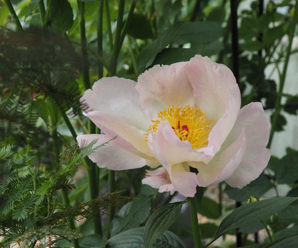 peony 'Dublin'