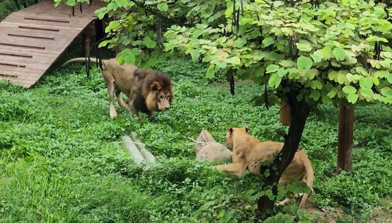 壽山動物園水豚君不捧場「不吃粽」　轉頭吃牧草！保育員心碎滿地