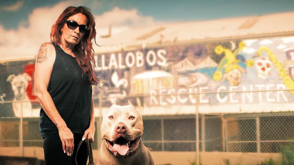 Pit Bulls & Parolees Season 14 Streaming