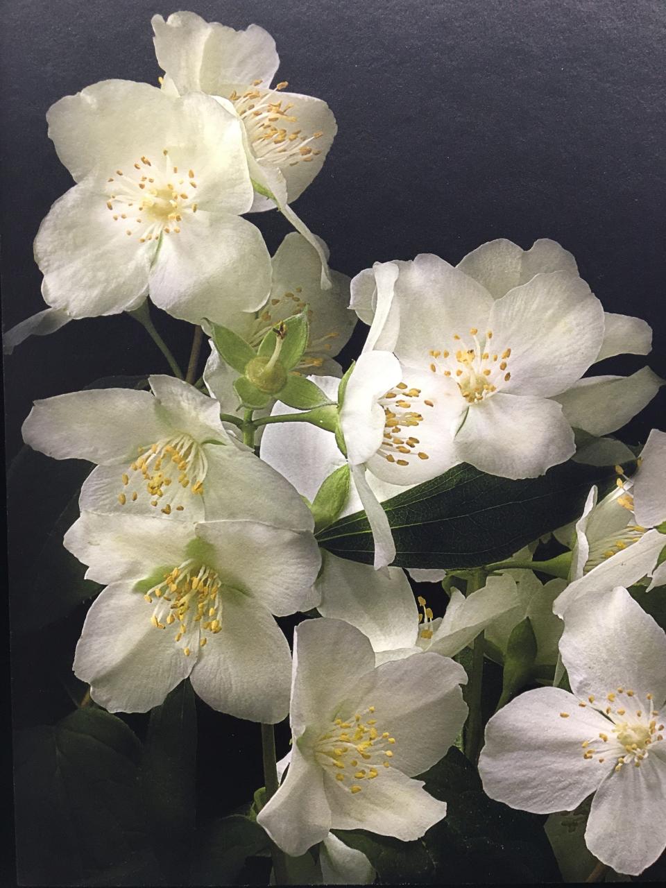 Mock Orange Spray by Deb Ehrens