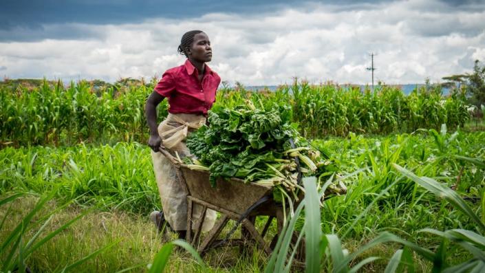 A generic shot of a Kenya vegetable farmer