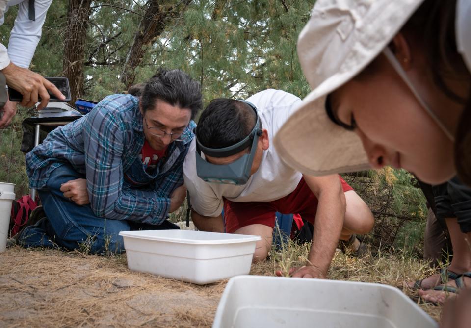 Science teachers Phillip Dukes (left), Marco Cubillas (center) and Anna Verdiguel (right) look at larvae on June 26, 2023, while doing a dragonfly/damselfly survey on the Santa Cruz River near Marina.