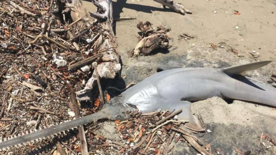 A dead sawfish washed ashore. Picture: AMCS