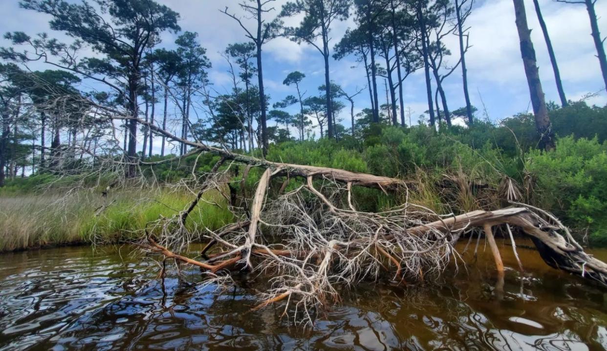 Dead trees on the shore of a tidal creek in Cedar Island National Wildlife Refuge, Down East, N.C.