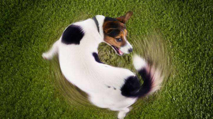  dog spinning in circles 