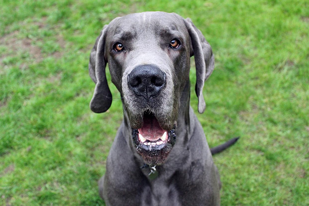 Large grey dog sitting in the grass looking at the camera