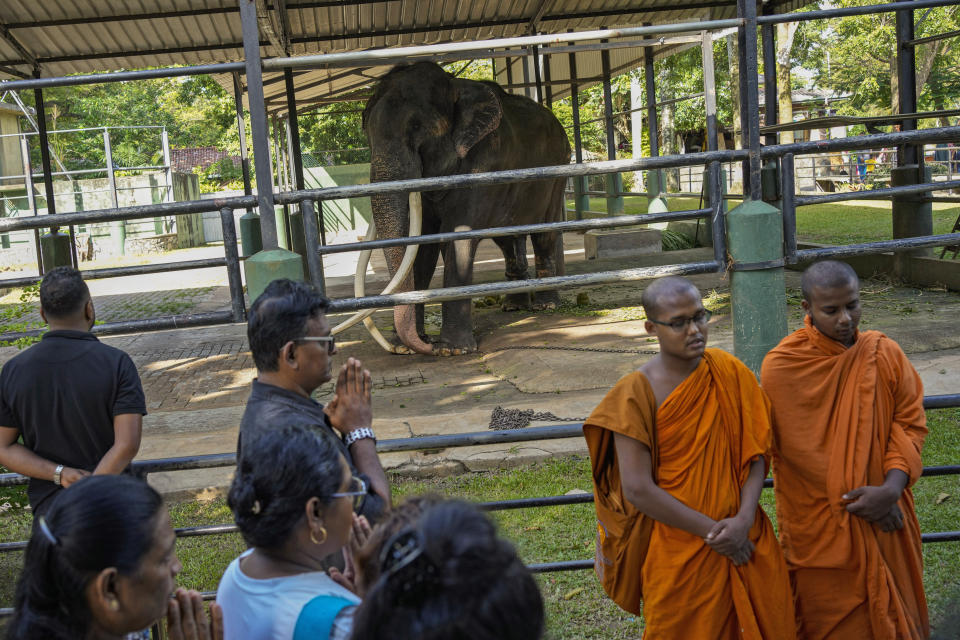 Sri Lankan Buddhist monks chant as animal rights activists pray by the Asian elephant Sak Surin gifted by the Thai Royal family and named Muthu Raja or pearly king in Sri Lanka at the national zoological garden in Colombo, Sri Lanka, Friday, June 30, 2023. The Asian elephant Sak Surin or the honor of the Thai province of Surin spends its last hours in Sri Lanka its adopted home, awaiting to be airlifted back to its country of birth after alleged abuse. (AP Photo/Eranga Jayawardena)