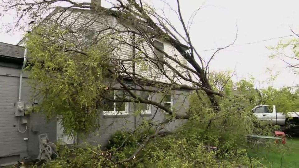 <div>Downed trees and power lines on Roland Street in Shelby Township.</div>