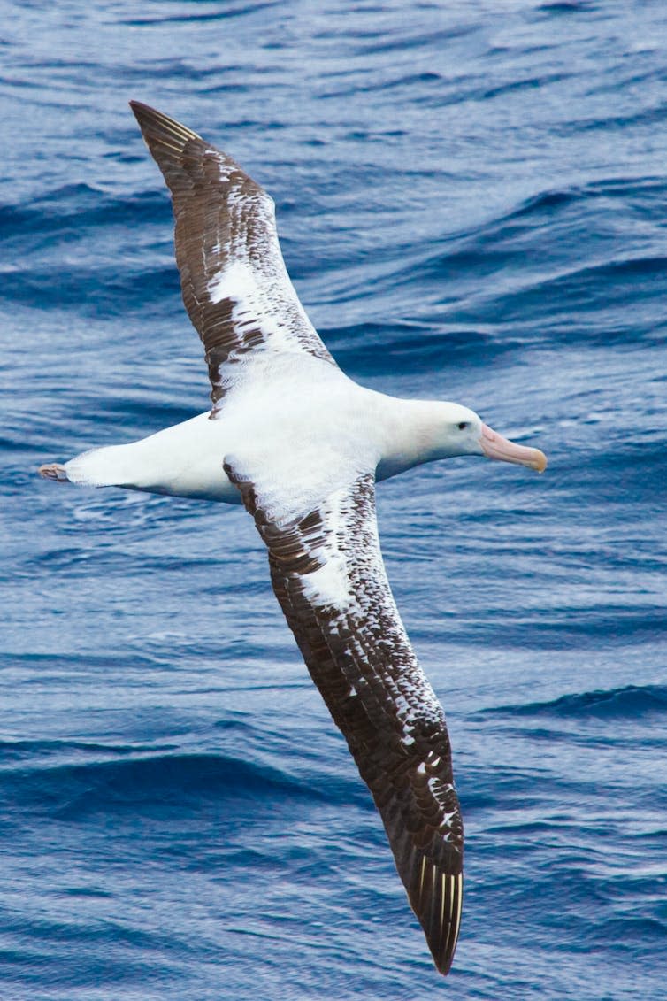 <span class="caption">Wandering albatrosses fly great distances in search of food.</span> <span class="attribution"><span class="source">Samantha Patrick</span>, <span class="license">Author provided</span></span>