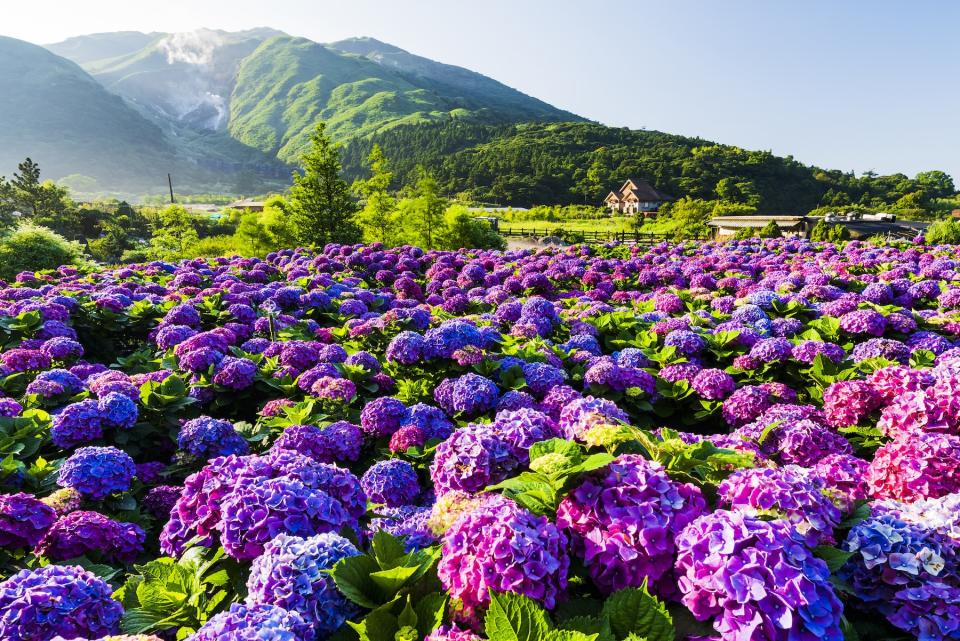 陽明山繡球花（圖片來源：Getty Creative）