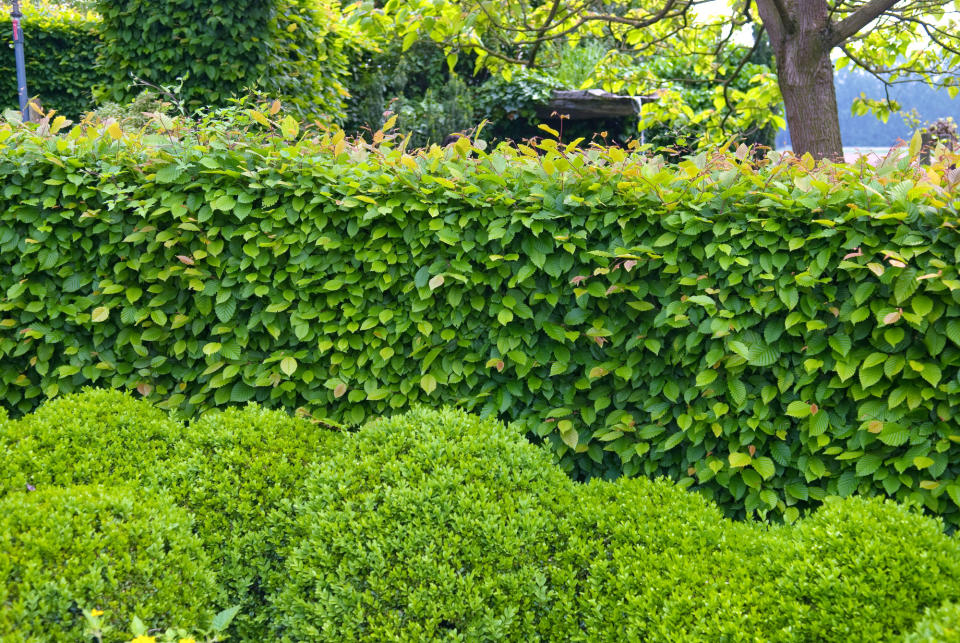 A hornbeam hedge