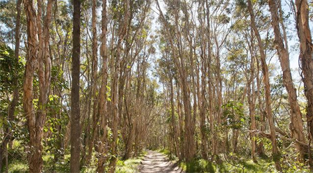 The house is surrounded by bushland. Source: Dowling Neylan Real Estate