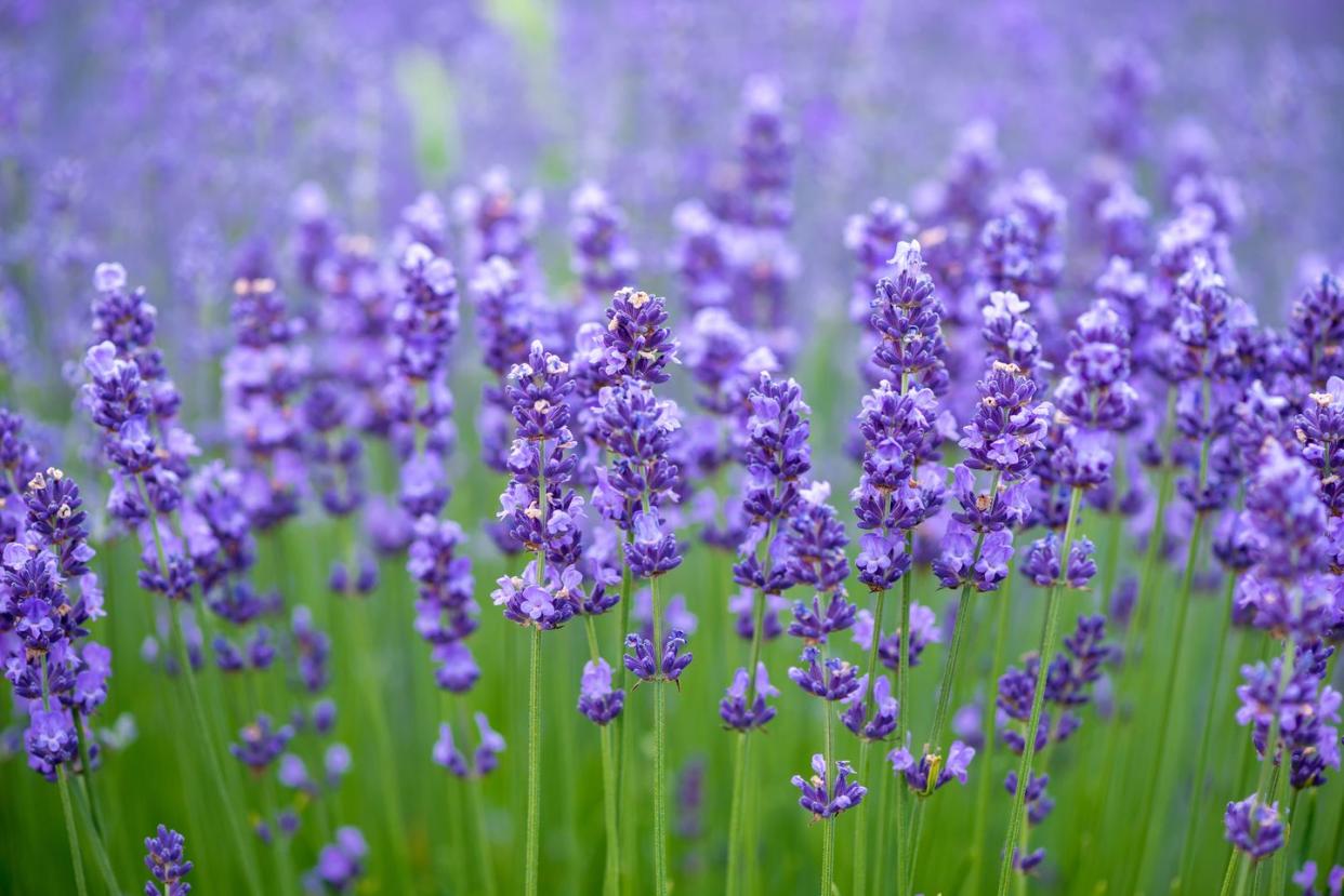 Flower, Flowering plant, English lavender, Lavender, Lavender, Plant, French lavender, Purple, Lavandula dentata, Violet, 