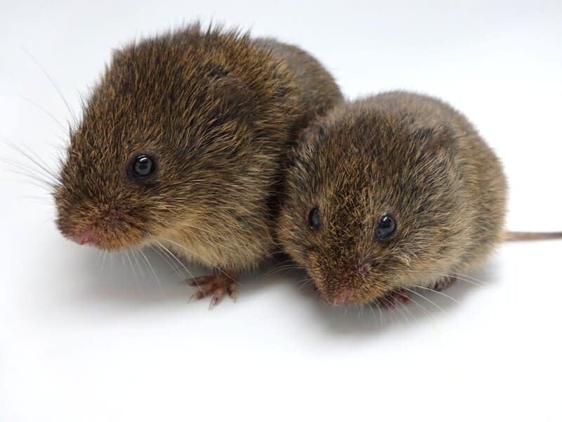 The vole study has cast doubt on whether oxytocin is a 'magic bullet'. Credit: Nastacia Goodwin