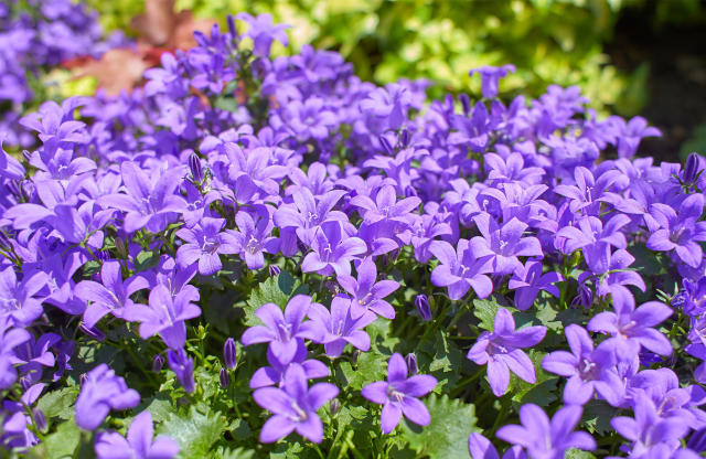 10 couvre-sols persistants qu'il faut avoir dans son jardin ! - Blog  Promesse de fleurs