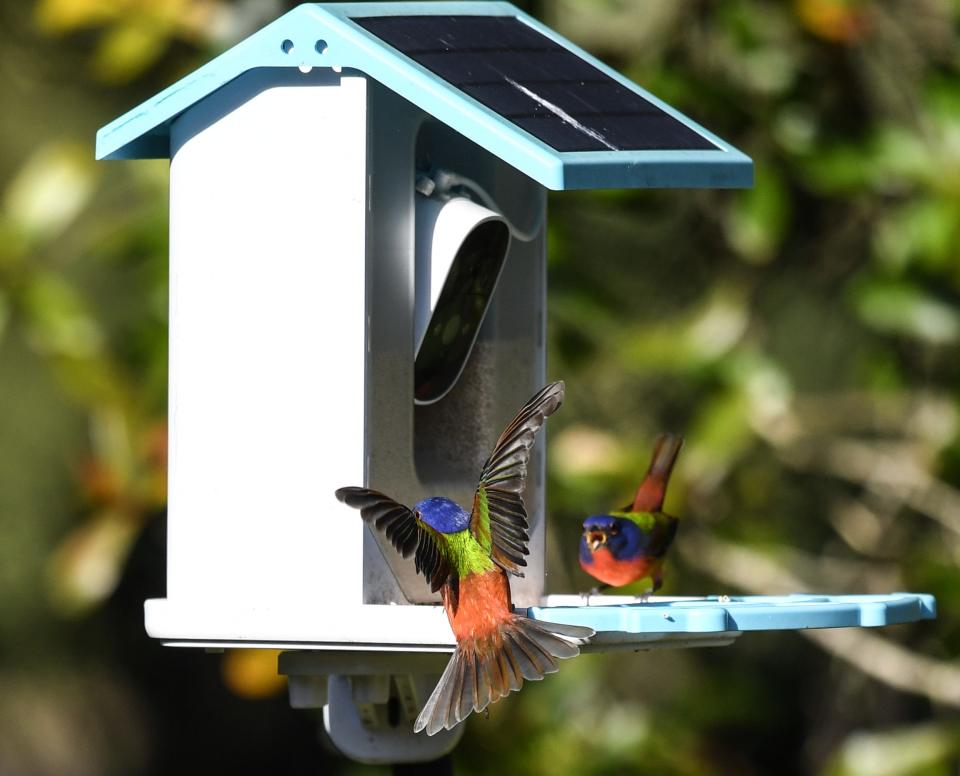 Painted Buntings gather at a feeder at the visitor center on the Merritt Island National Wildlife Refuge on Jan. 4, 2024. Craig Bailey/FLORIDA TODAY via USA TODAY NETWORK