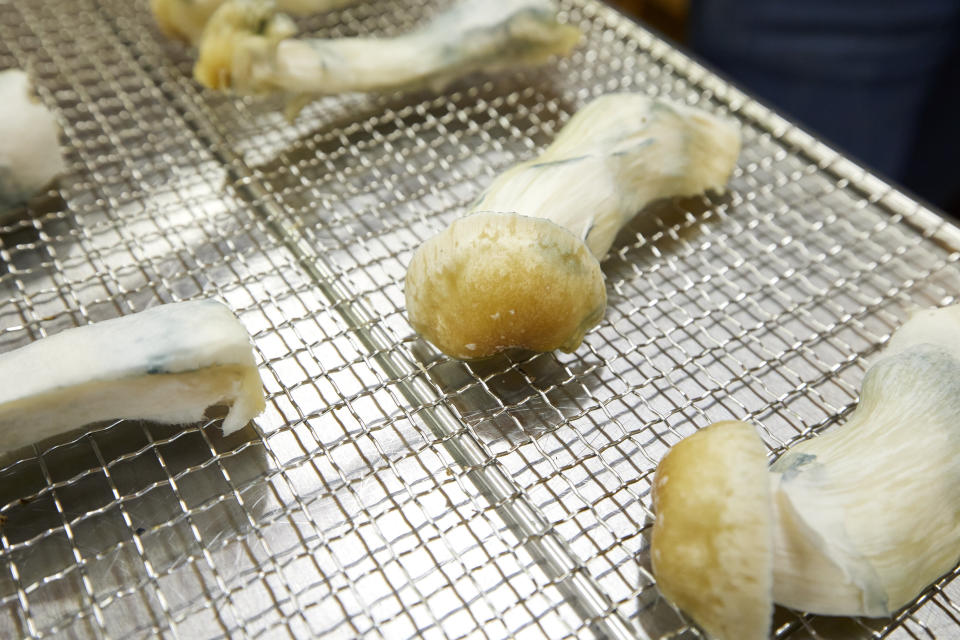 Psilocybin mushrooms sit on a drying rack in the Uptown Fungus lab in Springfield, Ore., Monday, Aug. 14, 2023. (AP Photo/Craig Mitchelldyer)