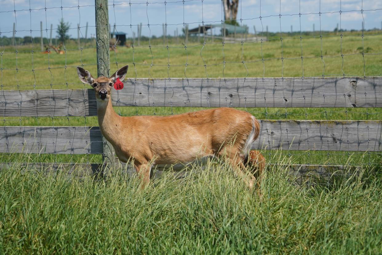 A female white-tailed deer stands in a pen at a Wisconsin deer farm.  Three such facilities in the state, including Red Wing Deer Farm in Waukesha, have been depopulated in 2022 due to the finding of chronic wasting disease in their herds.