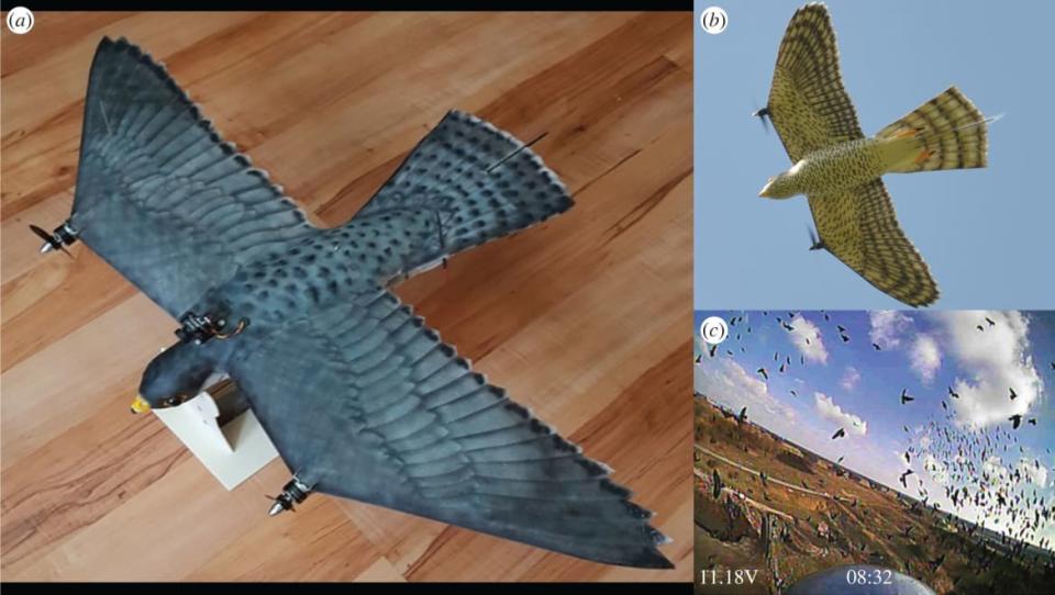 <div class="inline-image__caption"><p>The RobotFalcon (<i>a</i>), a view from the RobotFalcon's underside during flight (<i>b</i>) and an example of its view during flight (<i>c</i>).</p></div> <div class="inline-image__credit">R.F. Storms</div>