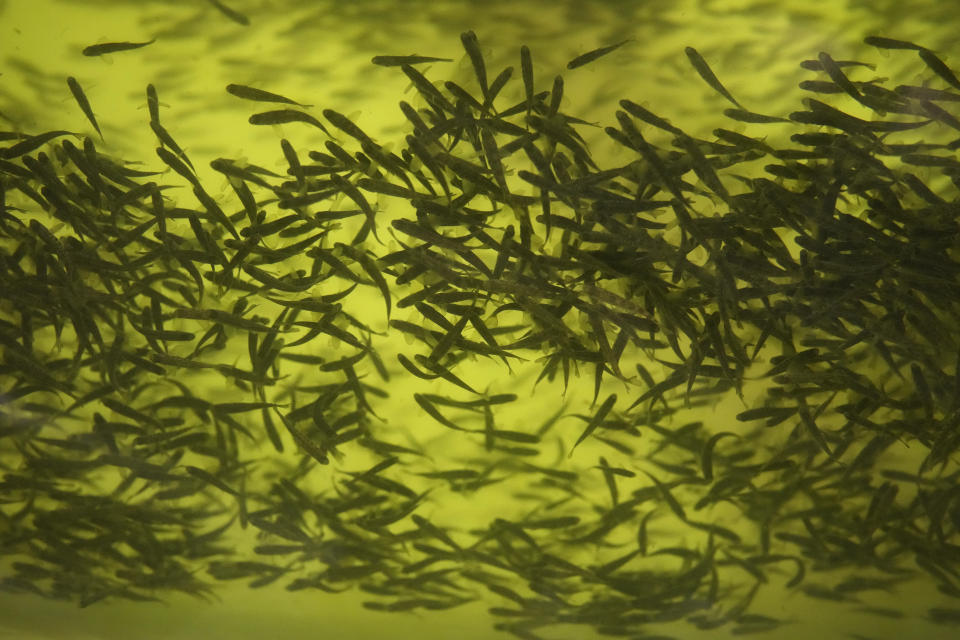 Young salmon school in a tank at the Atlantic Sapphire Bluehouse indoor salmon farm in Homestead, Fla., Wednesday, June 28, 2023. The company says it doesn’t need to vaccinate or medicate their salmon and has lowered the mortality rate of the fish to around 3% — much lower than the industry average of 20%. (AP Photo/Rebecca Blackwell)