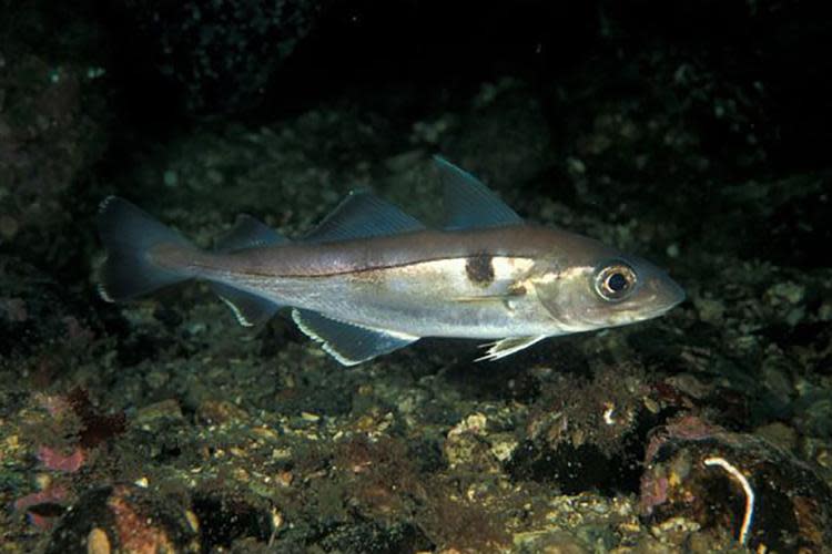 The haddock is a saltwater ray-finned fish.