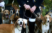 Dog handlers attend a briefing with the pack of hounds before the start of a roe dear-hunt in the Chantilly royal estate forest, north of Paris, France, October 12, 2016. Picture taken October 12, 2016. REUTERS/Jacky Naegelen