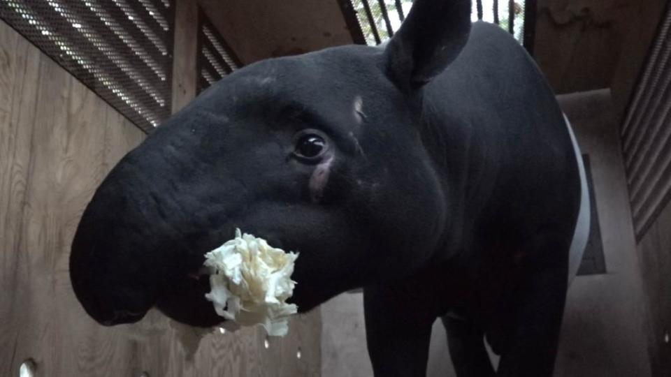 「貘豆」出發前在箱籠裡吃高麗菜。(照片提供/台北市立動物園)