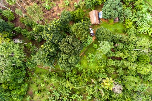 <span class="caption">Donating to charities that support projects helping communities build climate resilience - such as agroforestry in the Amazon rainforest - is a powerful way to make a positive impact. </span> <span class="attribution"><a class="link " href="https://www.shutterstock.com/image-photo/amazon-agroforestry-parcelland-variety-tropical-crops-1518693056" rel="nofollow noopener" target="_blank" data-ylk="slk:Alexandre Laprise/Shutterstock;elm:context_link;itc:0;sec:content-canvas">Alexandre Laprise/Shutterstock</a></span>