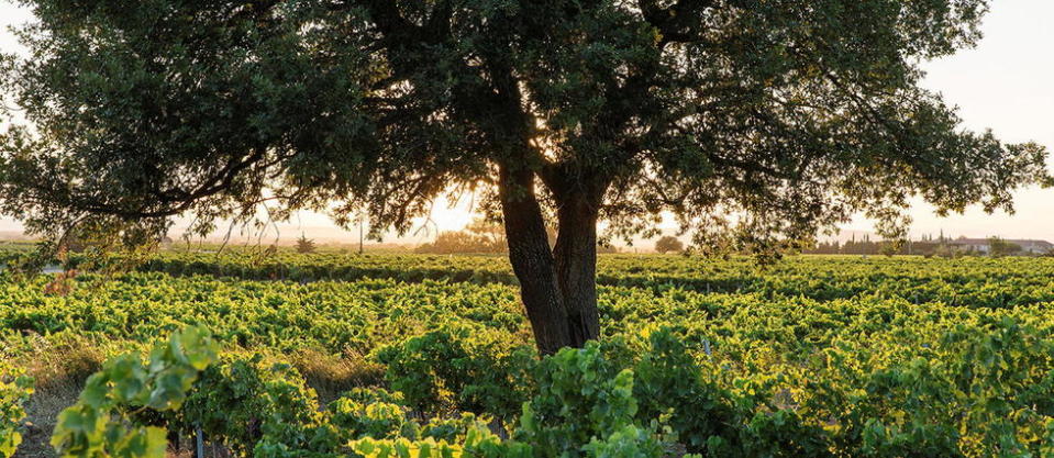 Vignoble de Gigondas dans la vallée du Rhône méridionale.
