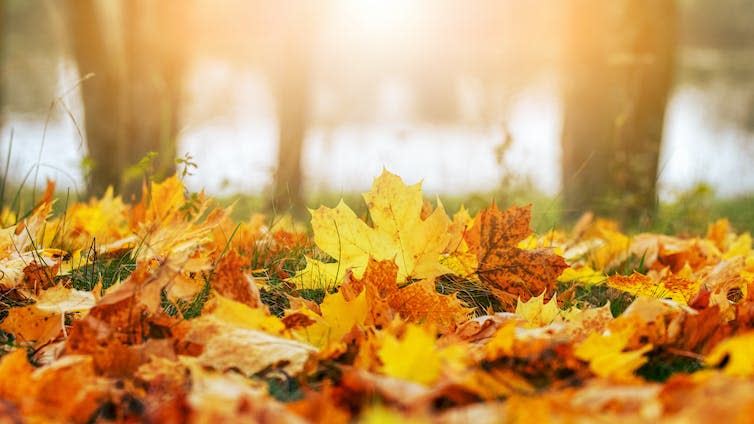 Yellow and orange maple leaves on the ground in the sunlight.