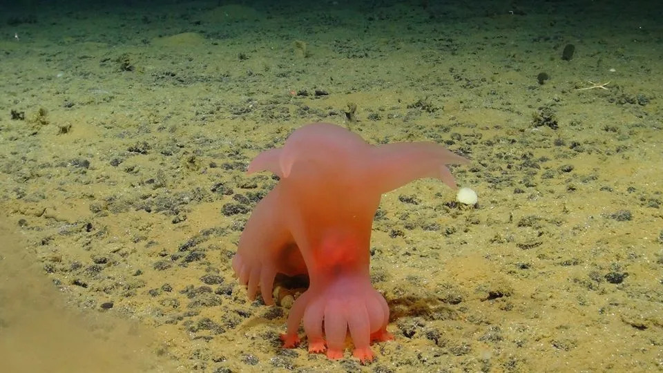 A Barbie-pink sea pig saunters along the seafloor. - SMARTEX Project/NERC