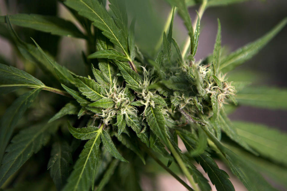 A marijuana plant is seen at Tikkun Olam medical cannabis farm, near the northern Israeli city of Safed, Israel. Photo: Dan Balilty/AP