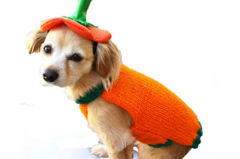A Pumpkin Pooch 