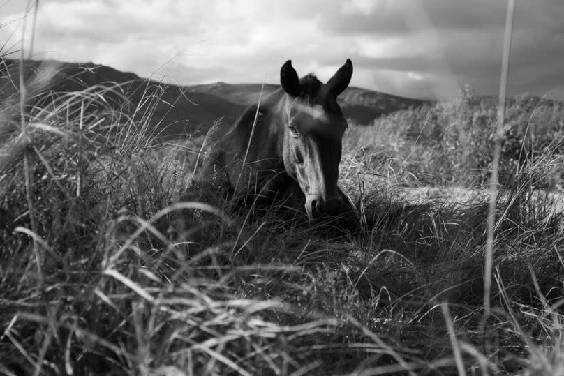 Home is Where the Horse is by Jacques Smit