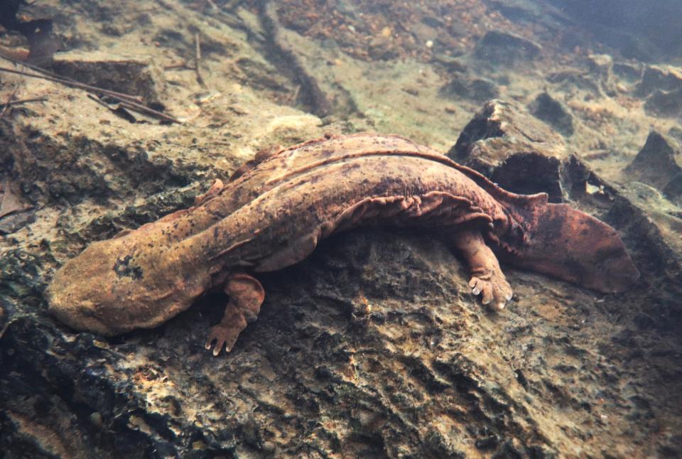 Hellbenders, among the largest salamanders in the world, are indicators of water quality in eastern trout streams.