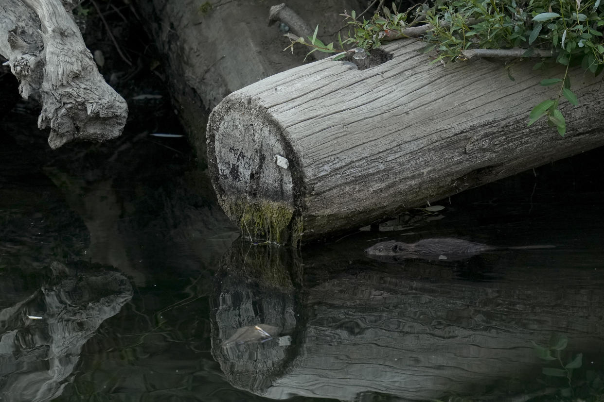 A beaver swims in Napa Creek, Wednesday, July 19, 2023, in Napa, Calif. (AP Photo/Godofredo A. Vásquez)