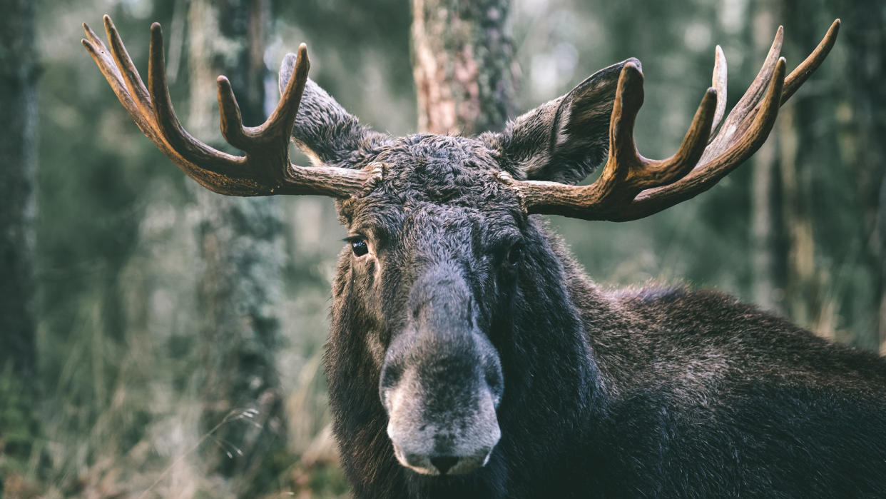  What to do if you see a moose: moosey. 