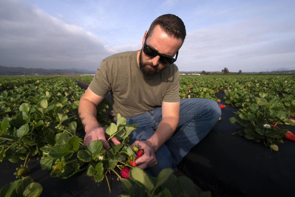 William Terry, of Terry Farms, looks at strawberries at his farm Thursday, March 31, 2022, in Oxnard, Calif. Terry Farms, which grows produce on 2,100 acres largely, has seen prices of some fertilizer formulations double; others are up 20%. (AP Photo/Mark J. Terrill)