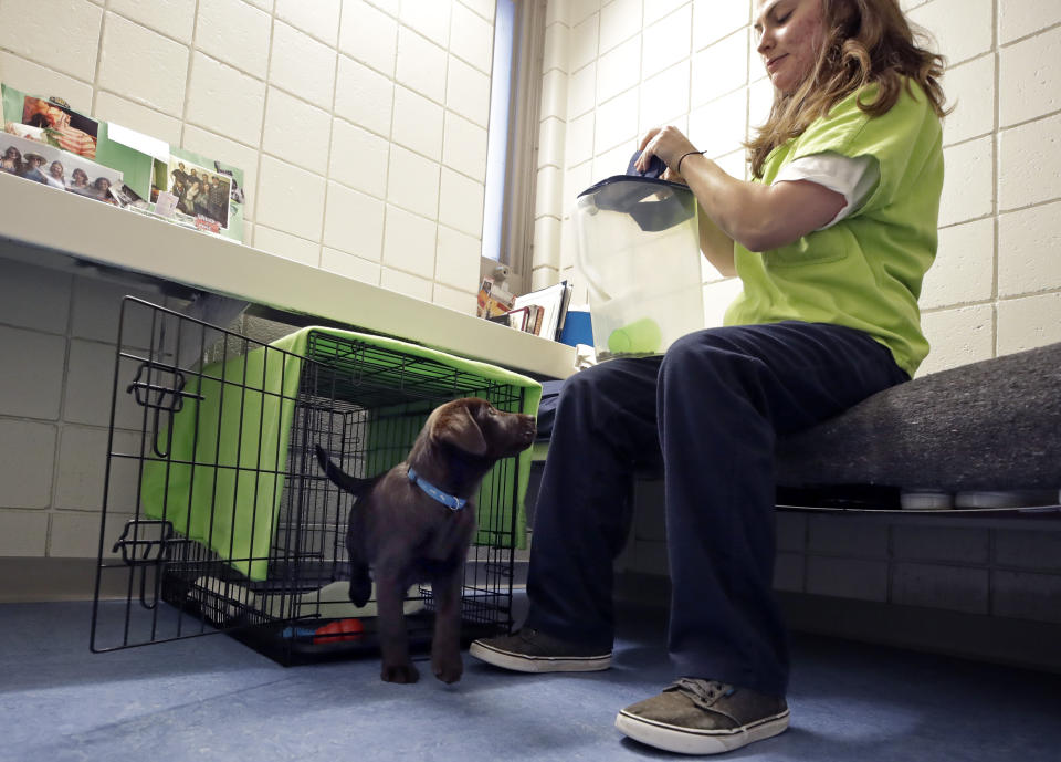 In this Jan. 8, 2019, photo, inmate Caitlin Hyland gives a treat to a chocolate lab puppy that lives in her cell at Merrimack County Jail in Boscawen, N.H. The New Hampshire jail is the first in the state to partner prisoners with the "Hero Pups" program to foster and train puppies with the goal of placing them with military veterans and first responders in need of support dogs. (AP Photo/Elise Amendola)