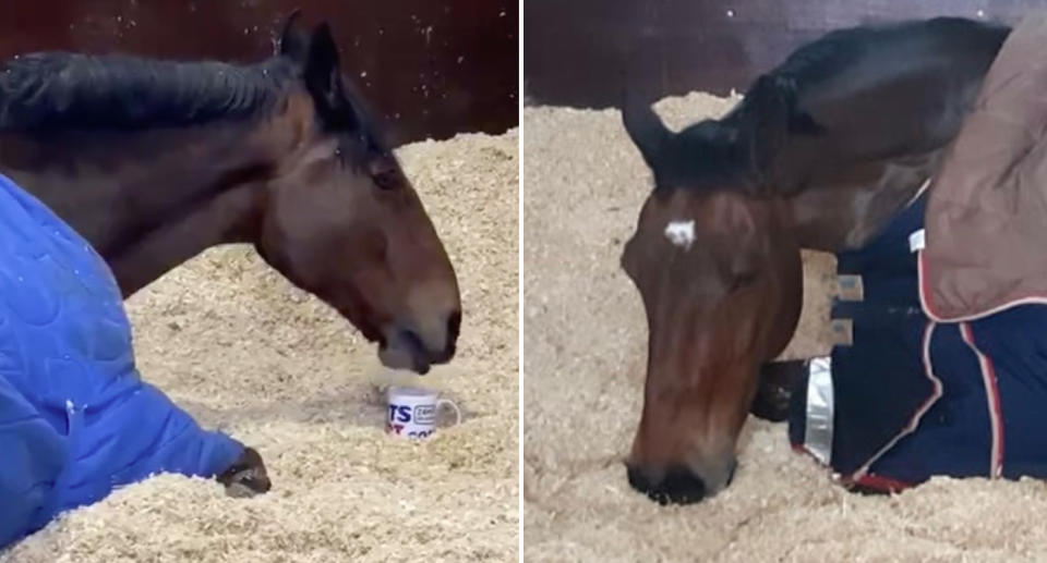 Pictured is Jake the mounted police horse drinking a cup of tea (left) and (right) having a snooze. 
