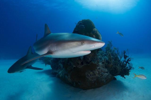 Pourquoi le requin attaque-t-il l'homme ?