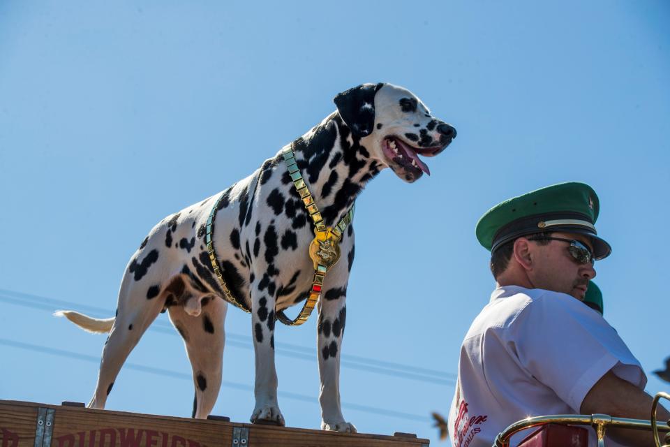 The world-famous Budweiser Clydesdales were at Shell Factory Nature Park in North Fort Myers Thursday, March 7, 2019. Hundreds turned out to see the horse parade around and even took a selfie with them.