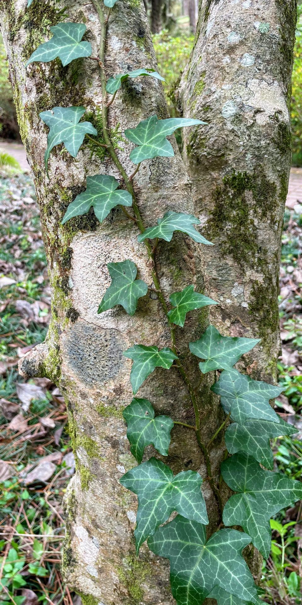 English ivy (Hedera helix), predicted to become invasive in Florida, clings to a tree in a local park.