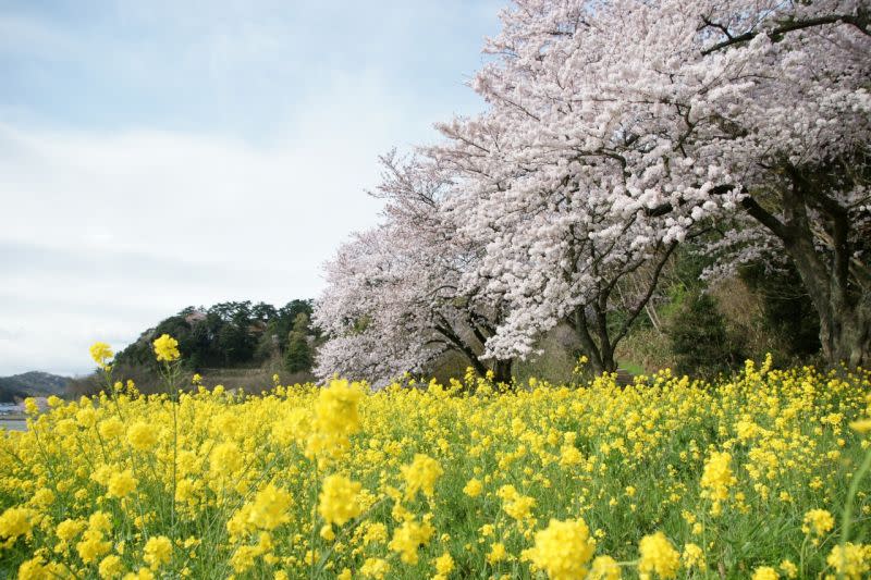 ▲春天櫻花盛開搭配油菜花，湖山池 青島公園。（圖／鳥取市観光コンベンション業界 提供）