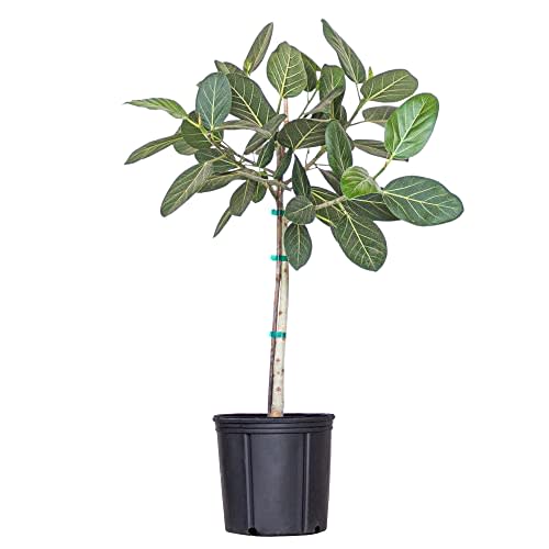 United Nursery Live Ficus Audrey Standard Ficus Benghalensis, Easy Care Ornamental Modern Indoor Tree Ships Fresh from Our Farm in 10 inch Grower Pot