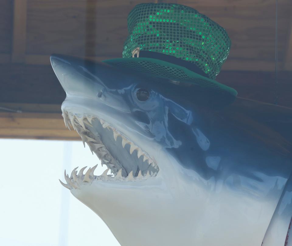 The landmark shark outside Captain Bones Bait and Tackle Shop in Odessa needed help after a car struck its display case and damaged the structure and the shark earlier this year. But the menacing looking shark - now with a festive St. Patrick's Day hat-, is back after community support helped restore it.